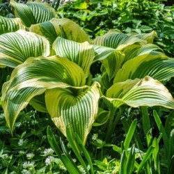 Hosta 'Queen Josephine'