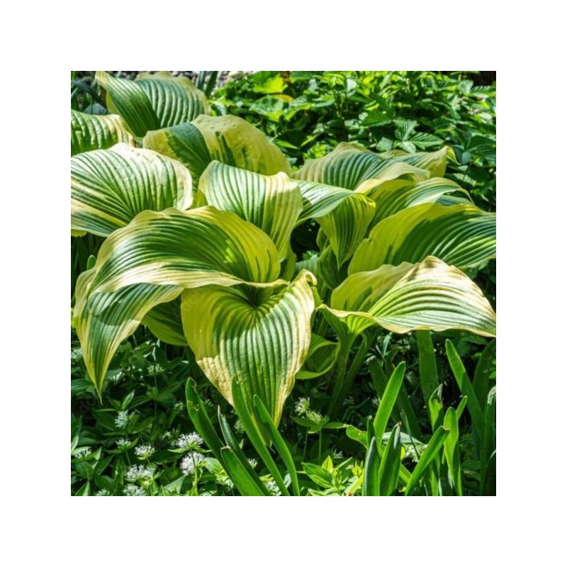 Hosta 'Queen Josephine'