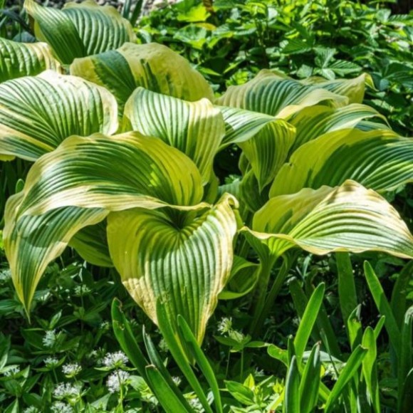 Hosta 'Queen Josephine'