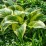 Hosta 'Queen Josephine'