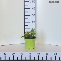 Hosta 'Queen Josephine'