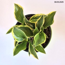 Hosta 'Queen Josephine'