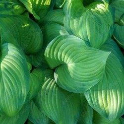Hosta 'Sharmon'