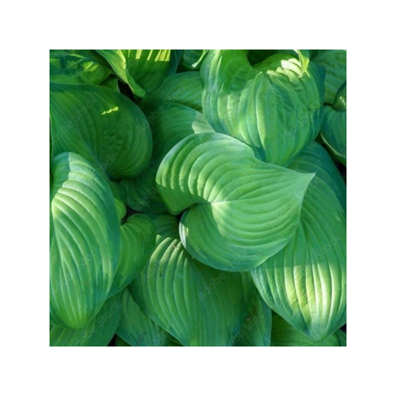 Hosta 'Sharmon'