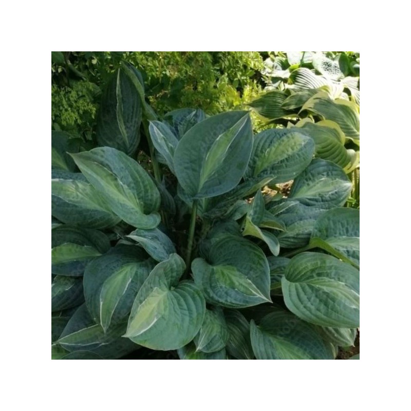 Hosta 'Striptease'