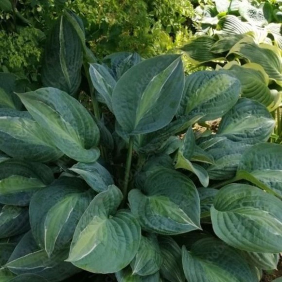 Hosta 'Striptease'