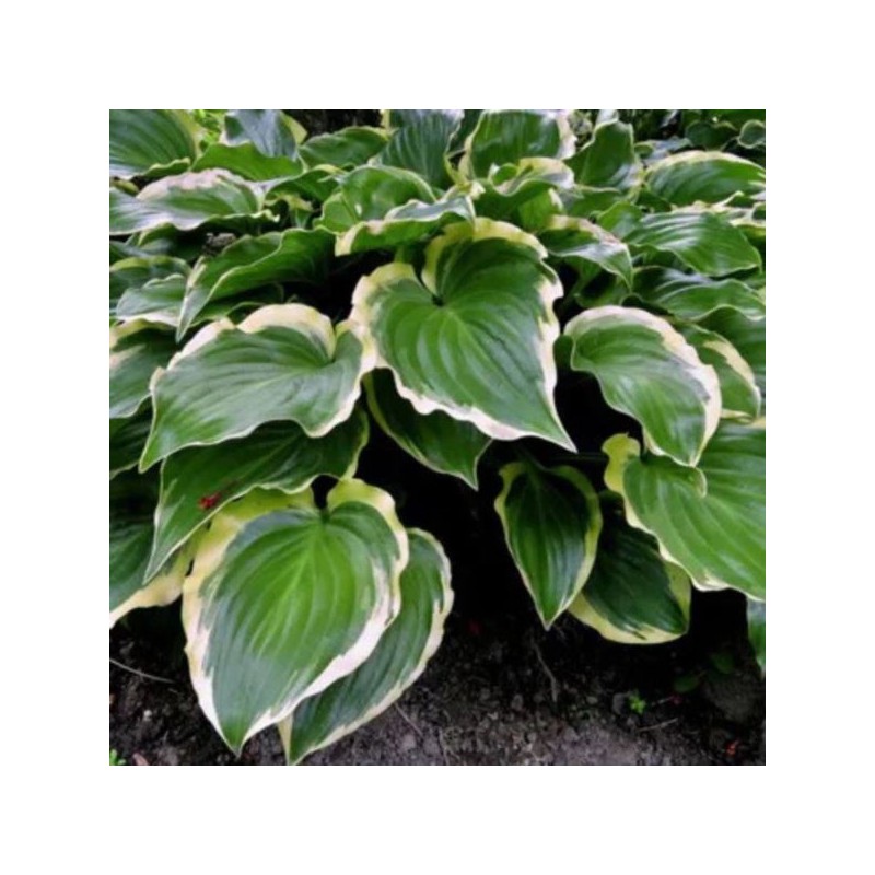 Hosta 'Sugar and Spice'