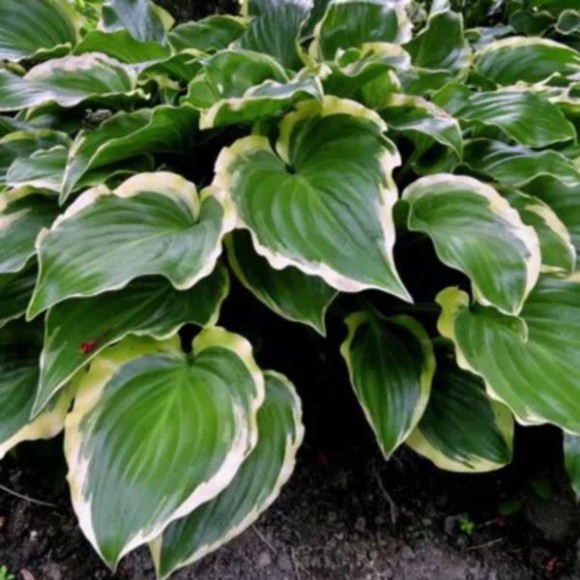 Hosta 'Sugar and Spice'