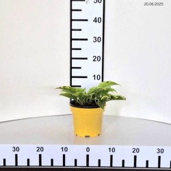 Hosta 'Sugar and Spice'