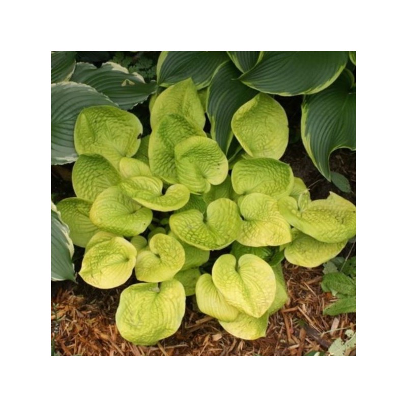 Hosta 'Maui Buttercups'