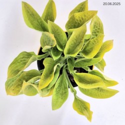 Hosta 'Maui Buttercups'