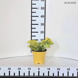 Hosta 'Maui Buttercups'