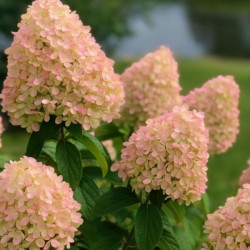Hydrangea p. 'Queen Romance'