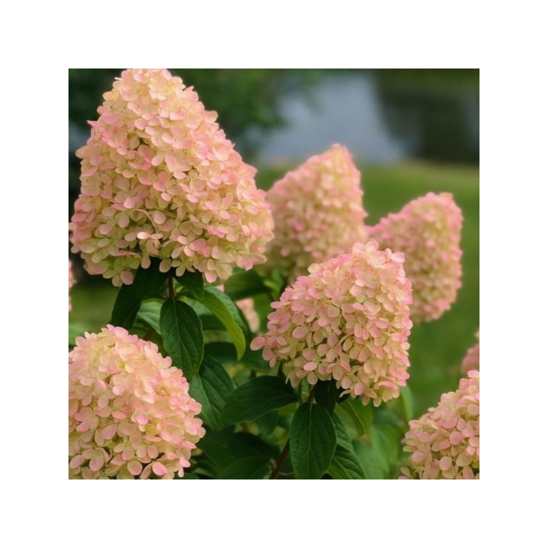 Hydrangea p. 'Queen Romance'
