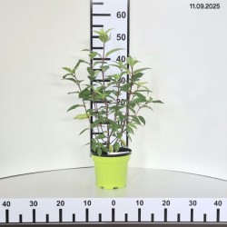 Hydrangea p. 'Queen Romance'