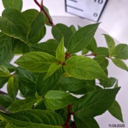 Hydrangea p. 'Queen Romance'