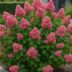 Hydrangea p. 'Queen Mini...