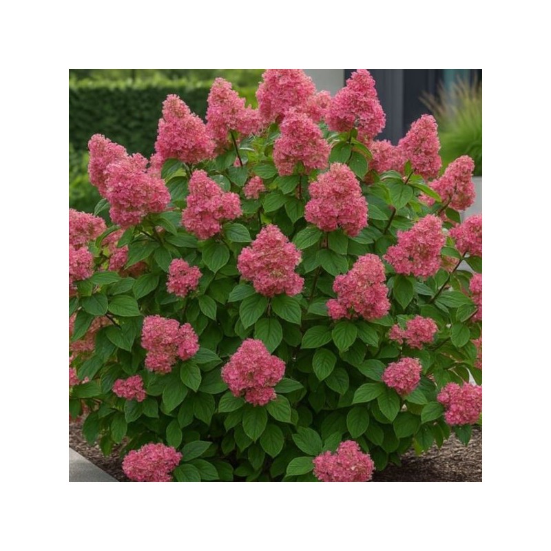 Hydrangea p. 'Queen Mini Bella'