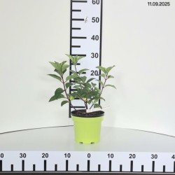 Hydrangea p. 'Queen Mini Bella'