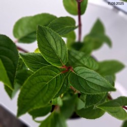 Hydrangea p. 'Queen Mini Bella'