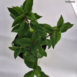 Hydrangea p. 'Queen Mini Bella'