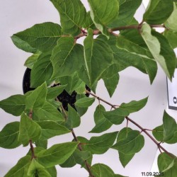 Hydrangea p. 'Queen Mini Bella'