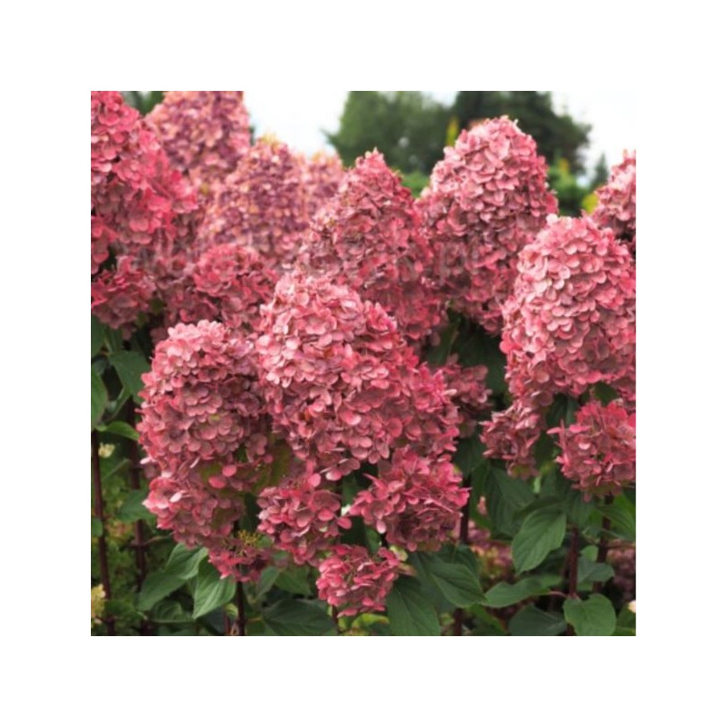 Hydrangea p. 'Queen Mount Rose'