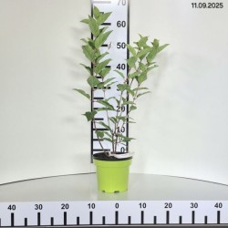 Hydrangea p. 'Queen Mount Rose'