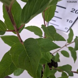 Hydrangea p. 'Queen Mount Rose'