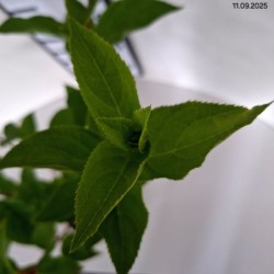 Hydrangea p. 'Queen Mount Rose'