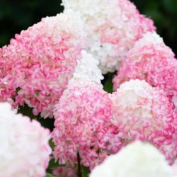Hydrangea p. 'Queen Mount Rose'