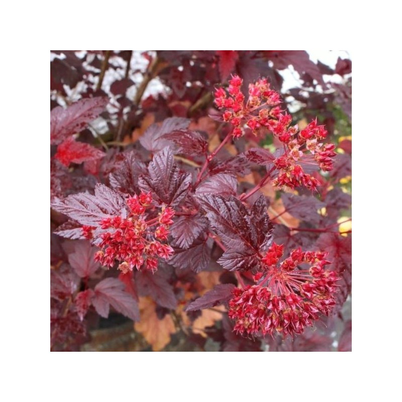Physocarpus opulifolius 'Schuch'