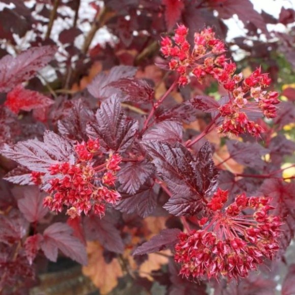 Physocarpus opulifolius 'Schuch'