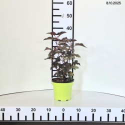 Physocarpus opulifolius 'Schuch'