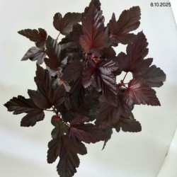 Physocarpus opulifolius 'Schuch'