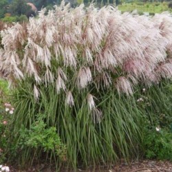 Miscanthus sinensis 'Snow...