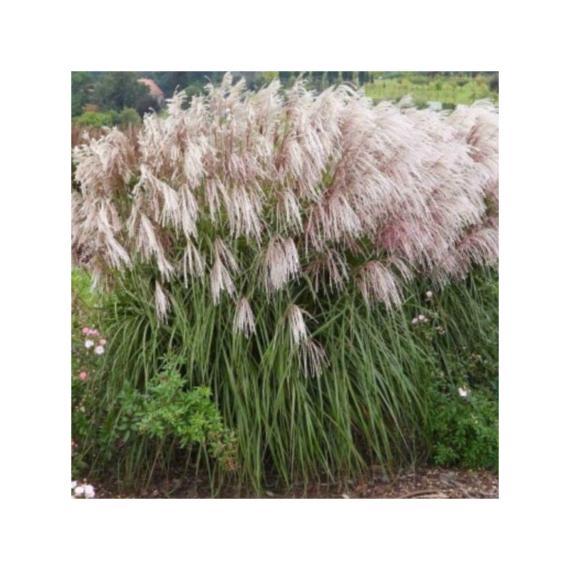 Miscanthus sinensis 'Snow Queen'