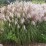 Miscanthus sinensis 'Snow Queen'