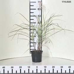 Miscanthus sinensis 'Snow Queen'