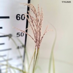 Miscanthus sinensis 'Snow Queen'