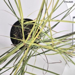 Miscanthus sinensis 'Snow Queen'