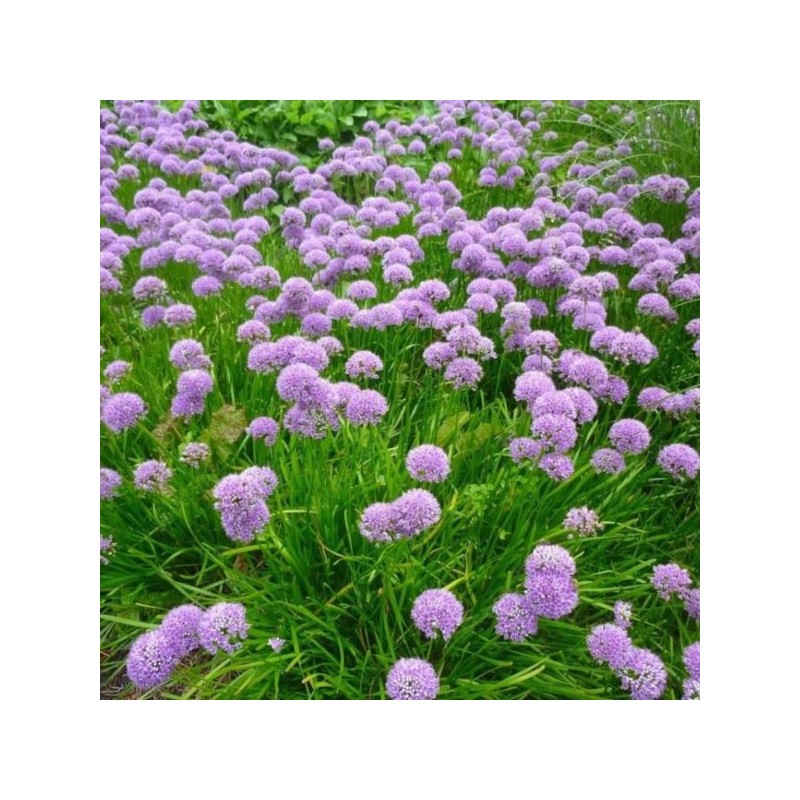 Allium 'Millenium'
