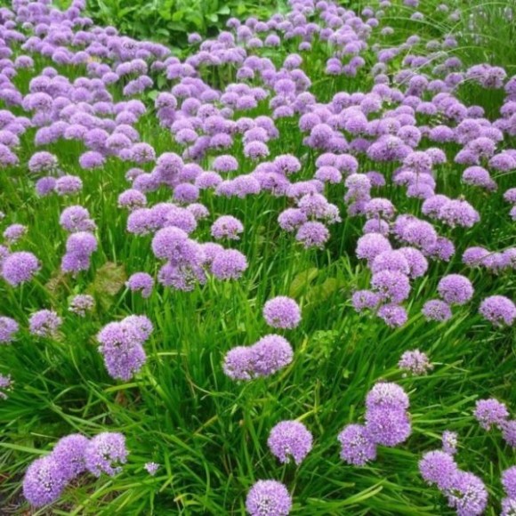 Allium 'Millenium'