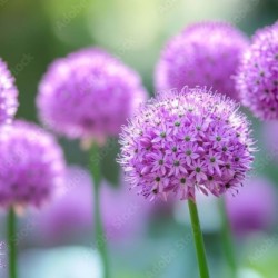 Allium 'Millenium'