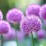 Allium 'Millenium'
