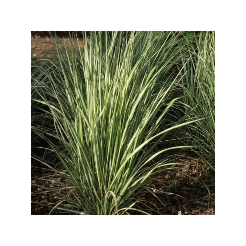 Calamagrostis ×acutiflora 'Lightning Strike'