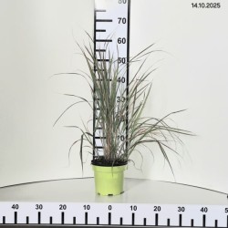 Calamagrostis ×acutiflora 'Lightning Strike'