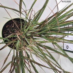 Calamagrostis ×acutiflora 'Lightning Strike'