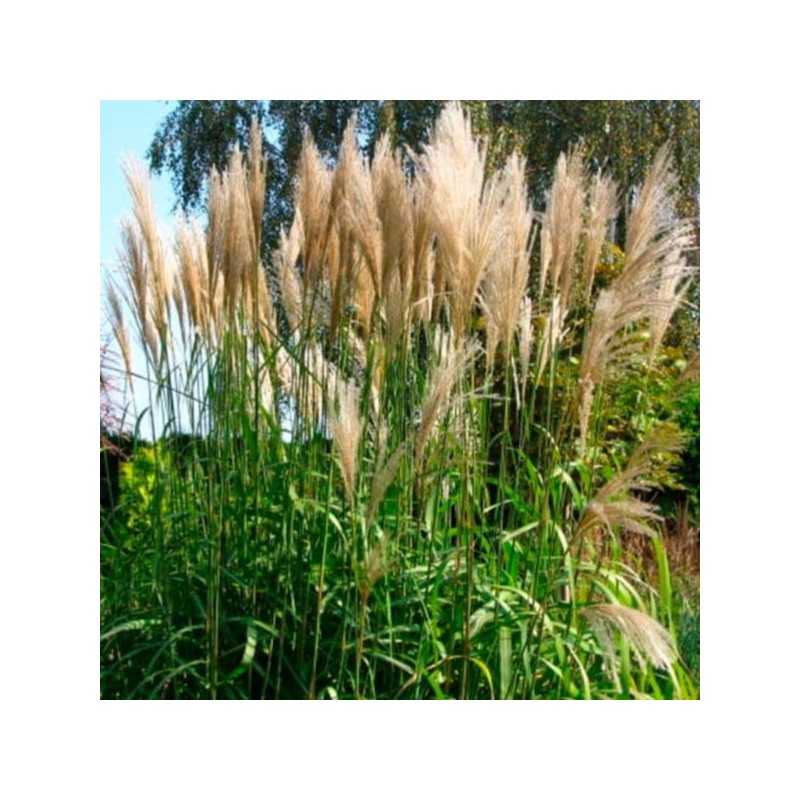 Miscanthus sinensis 'Ballerina'