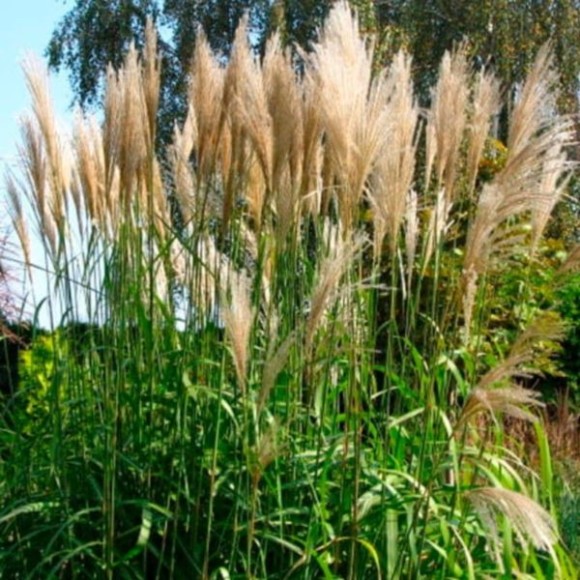 Miscanthus sinensis 'Ballerina'